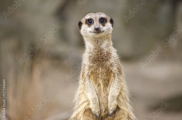 Fototapeta Meerkat