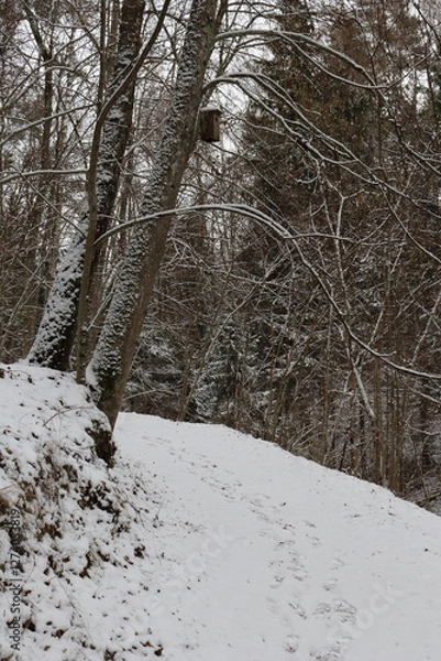 Obraz Forest trail in winter