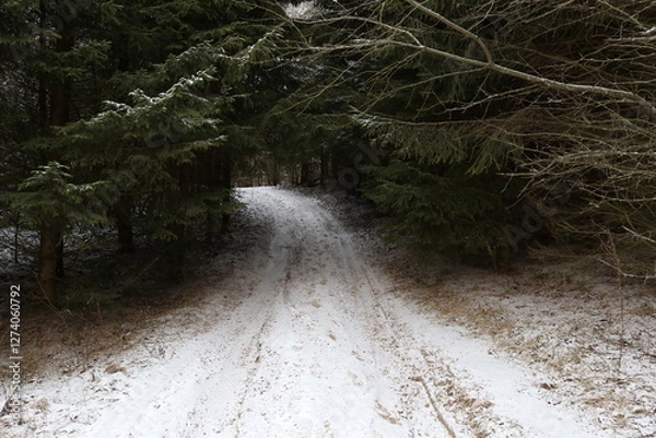 Obraz Road in the woods
