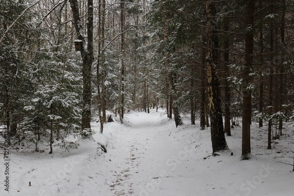 Obraz Wnter in the forest