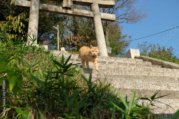 Obraz 猫がたくさんいる島　男木島　豊玉姫神社にて
