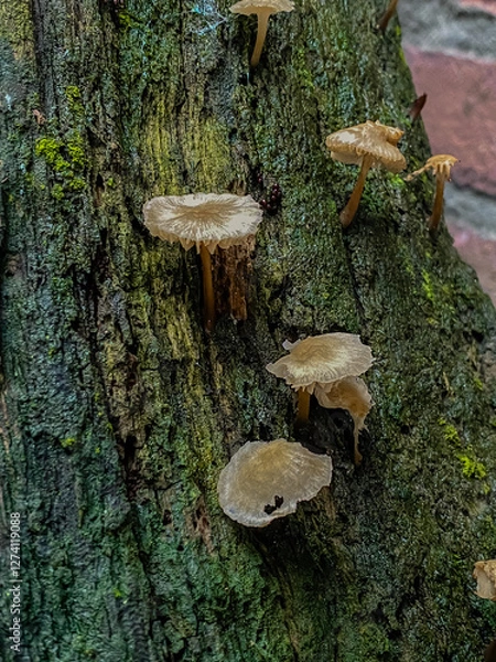 Fototapeta mushrooms on a tree