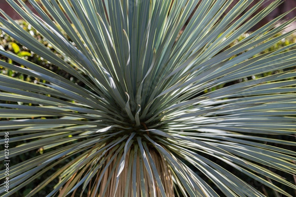 Fototapeta Yucca rostrata