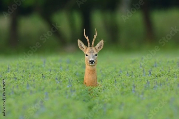 Obraz roe deer
