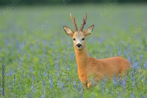 Obraz roe deer