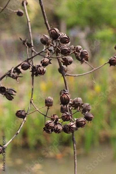 Fototapeta Dried Lagerstroemia: Seed Pods Close-Up