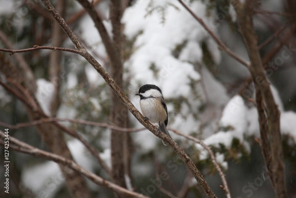 Obraz Chickadee in winter with snowy background on the thin branches of a tree