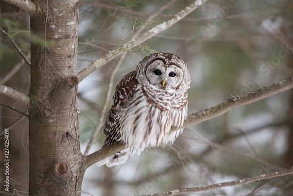 Obraz Barred owl on a branch in winter looking into the camera lens