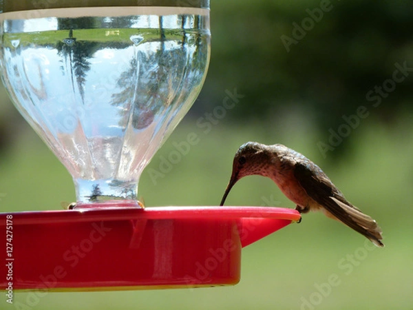 Obraz hummingbird and bee feeding