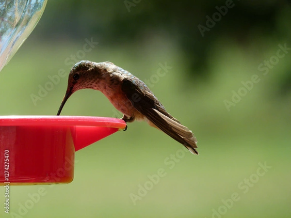 Obraz hummingbird and bee feeding