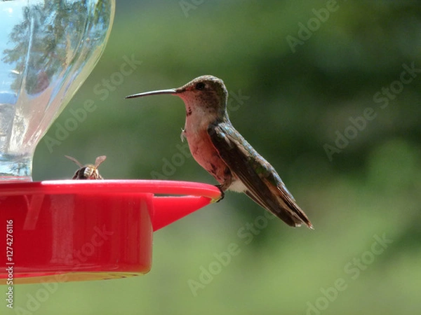 Obraz hummingbird and bee feeding