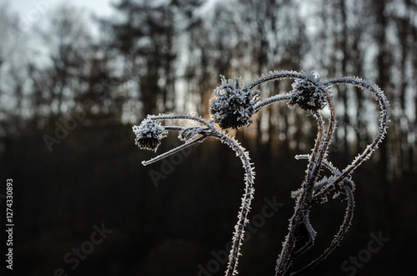 Fototapeta A frost-covered dried plant stands against a blurred background. The delicate ice crystals highlight the intricate details, creating a cold, melancholic, and atmospheric winter scene.