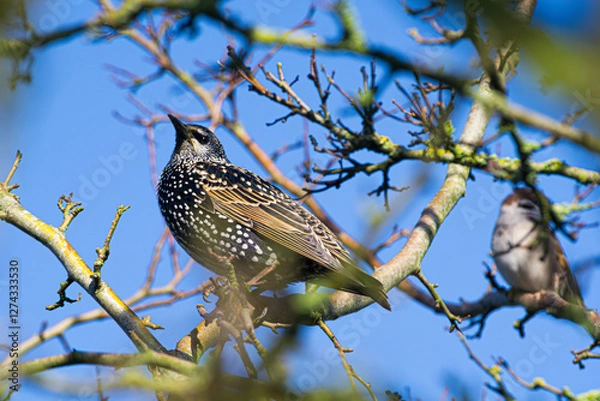 Fototapeta Close-up of a starling female between branches looking at you