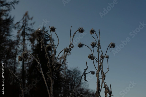 Fototapeta A close-up shot shows a plant covered in frost. The plant is brown and dry, and the frost is white and sparkly. The background is blurred, but it appears to be a field or other natural area.