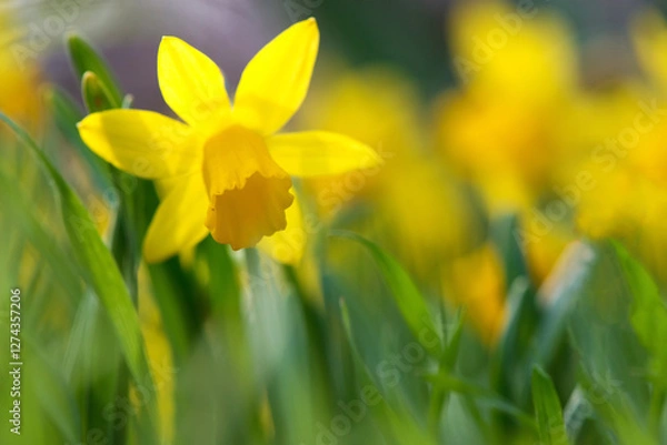 Fototapeta Bright yellow daffodil blooming in a spring garden. Selective focus. Copy space.