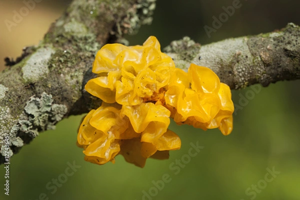 Obraz Tremella mesenterica