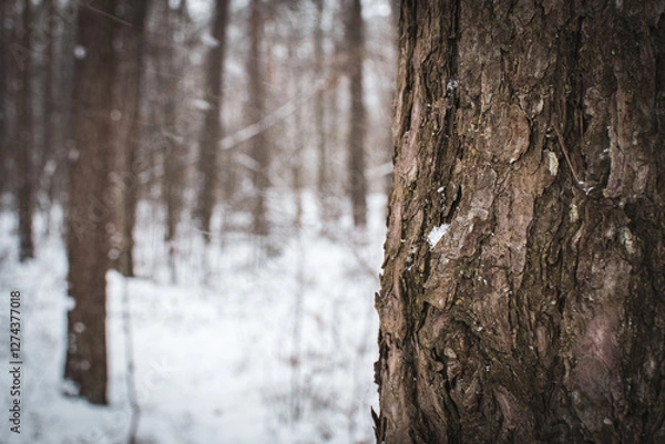 Fototapeta A tree in snowy forest 