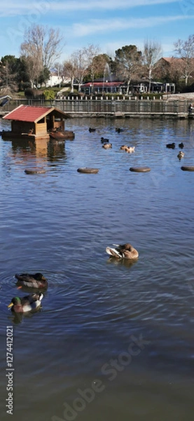Obraz mallard ducks swimming gracefully in a serene pond on a sunny afternoon