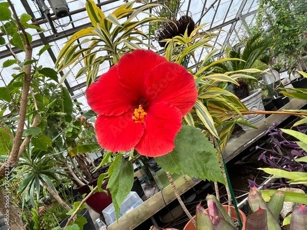 Obraz red tropical flower