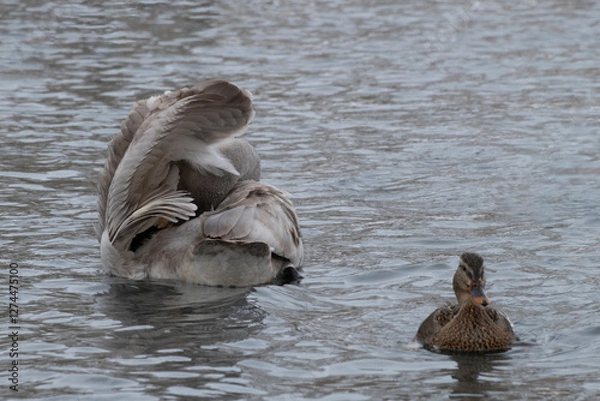 Fototapeta Yogi swan