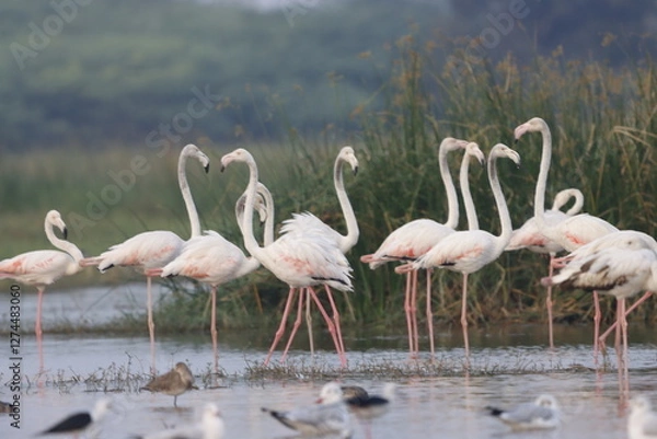 Fototapeta This breathtaking image captures a flamingo in its natural habitat at Bhigwan, Maharashtra, a renowned birdwatching destination. With its elegant long legs, curved neck, and striking pink feathers, th