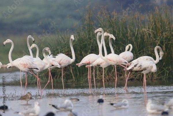 Fototapeta This breathtaking image captures a flamingo in its natural habitat at Bhigwan, Maharashtra, a renowned birdwatching destination. With its elegant long legs, curved neck, and striking pink feathers, th