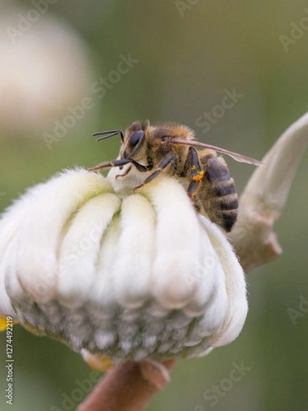 Obraz bee on a flower