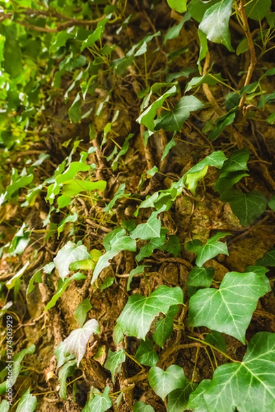 Fototapeta Green ivy climbing a textured tree bark in a lush garden during daylight hours