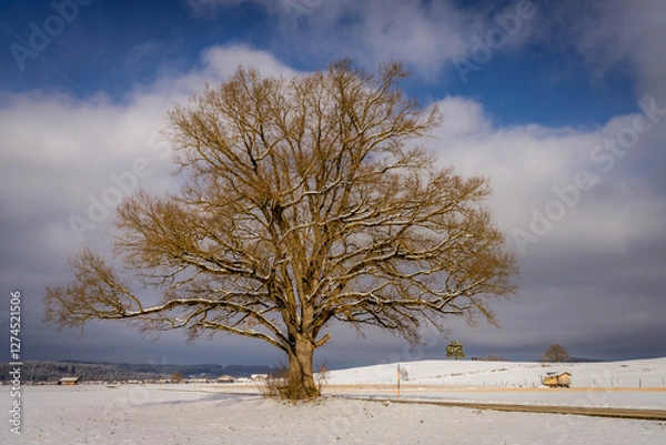 Fototapeta Alte Eiche im Winter an einer ländlichen Feldstraße bei Ascholding