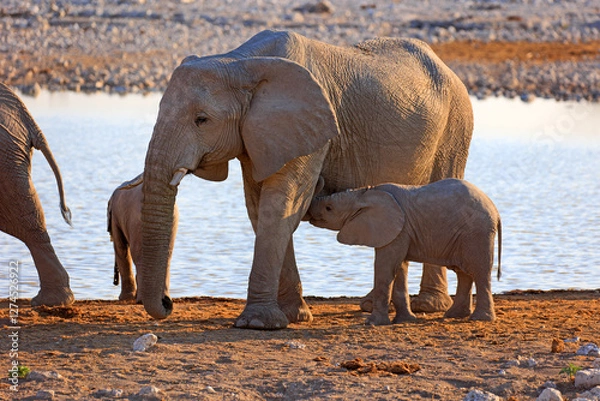 Fototapeta Elefantenbaby