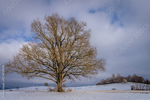 Fototapeta Alte Eiche im Winter an einer ländlichen Feldstraße bei Ascholding im Raum Bad Tölz Wolfratshausen