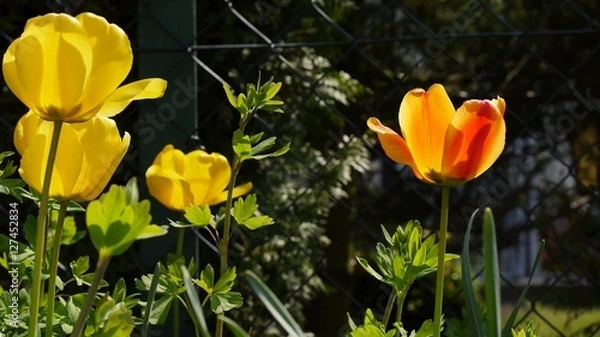 Obraz Тюльпаны в саду