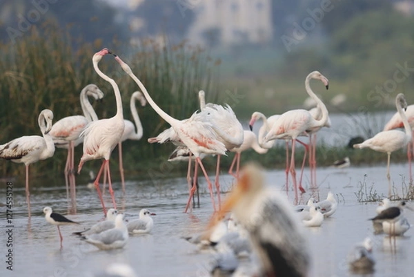Fototapeta This breathtaking image captures a flamingo in its natural habitat at Bhigwan, Maharashtra, a renowned birdwatching destination. With its elegant long legs, curved neck, and striking pink feathers