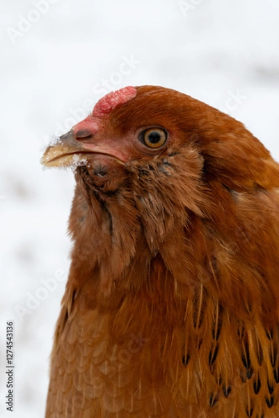 Obraz Easter egger Chicken in snow closeup