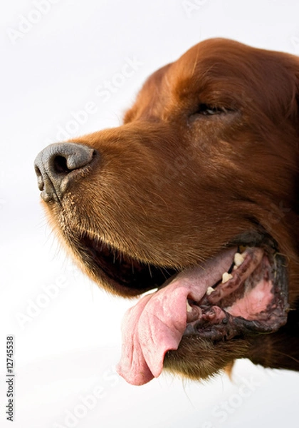 Obraz Irish setter portrait