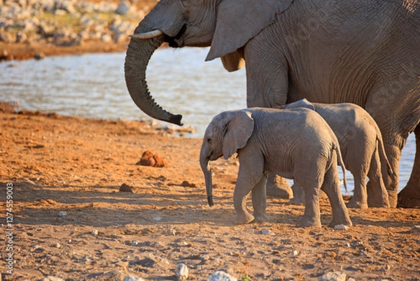 Fototapeta Elefantenbaby