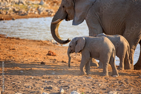 Fototapeta Elefantenbaby