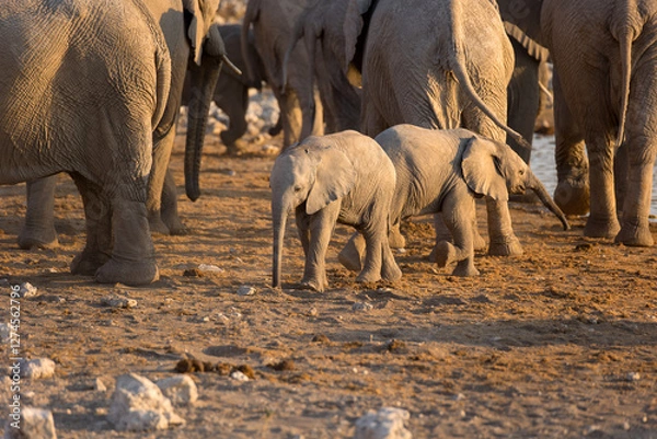 Fototapeta Elefantenbaby