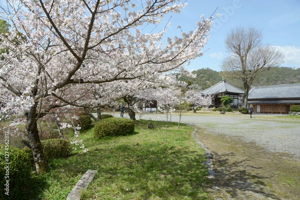 Fototapeta 春の大覚寺　桜が満開の大沢池　京都市右京区嵯峨