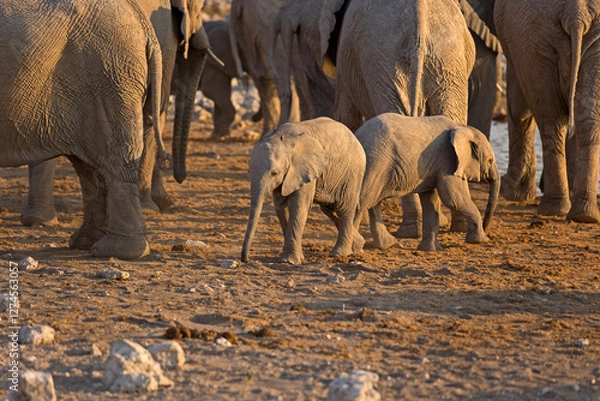 Fototapeta Elefantenbaby