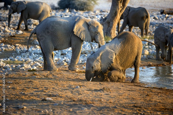 Fototapeta Elefantenherde