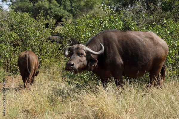 Obraz Kaffernbüffel / African buffalo / Syncerus caffer