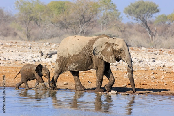 Obraz Elefantenherde