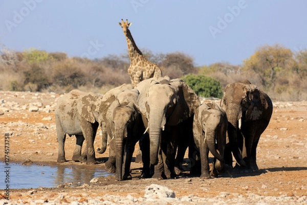 Obraz Elefantenherde