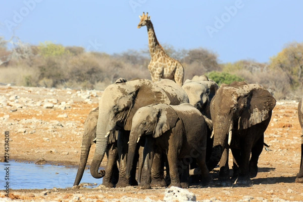 Obraz Elefantenherde