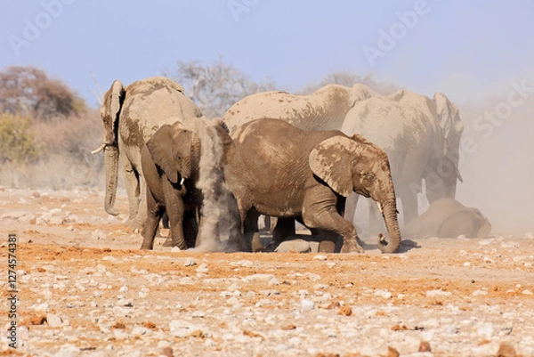 Obraz Elefantenherde