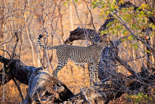 Obraz Gepard