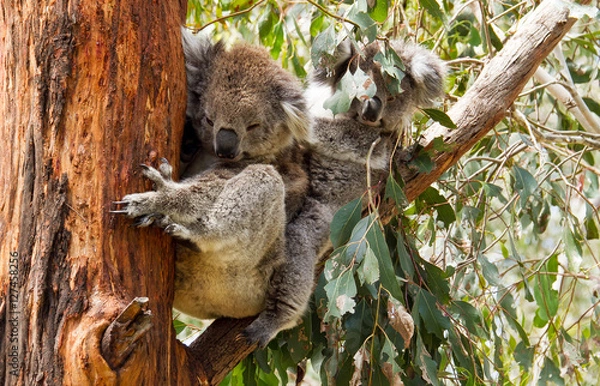 Fototapeta Close up of Koalas on eucalyptus tree