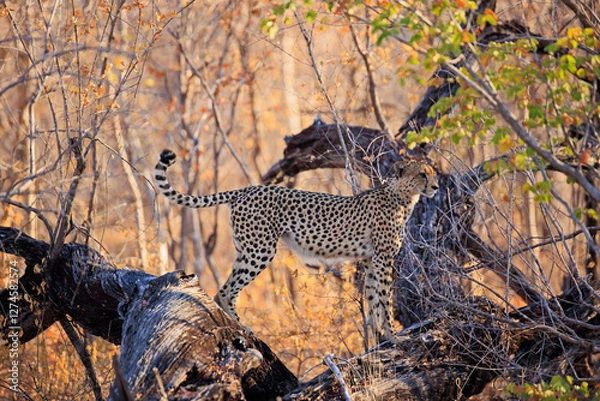 Obraz Gepard