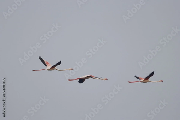 Fototapeta This breathtaking image captures a flamingo in its natural habitat at Bhigwan, Maharashtra, a renowned birdwatching destination. With its elegant long legs, curved neck, and striking pink feathers, 